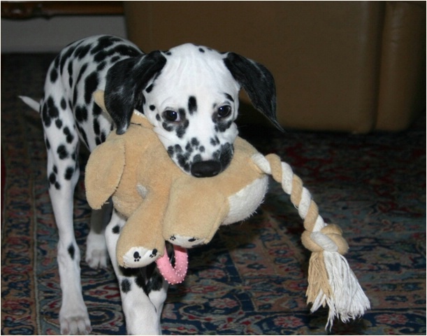 oder willst du mein Quastelwauwi
